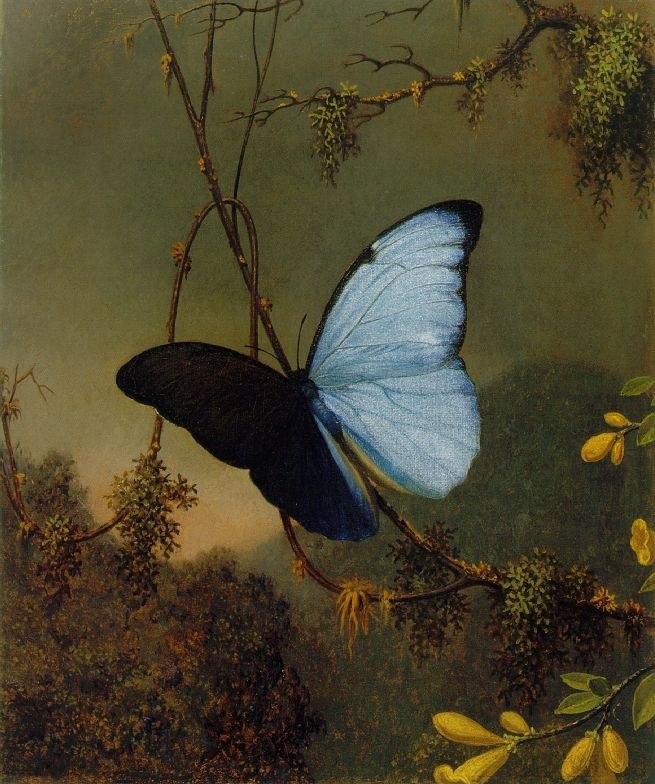 Martin Johnson Heade Blue Morpho Butterfly